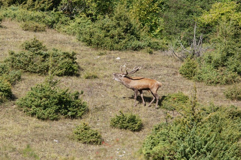Un''arena molto contesa